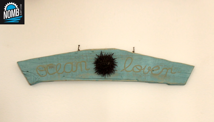 Driftwood vintage style with sea urchin