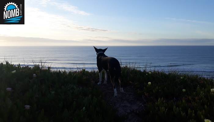 Surfer dogs – why we all should have one 😆